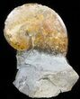 Sphenodiscus Ammonite - South Dakota #46875-2